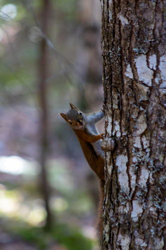 American Red Squirrel