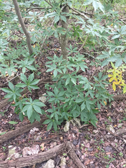 Aesculus glabra arguta