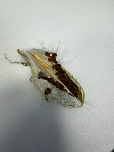 common milkweed