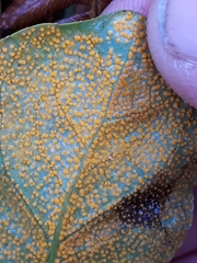 Rossmanomyces pyrolae