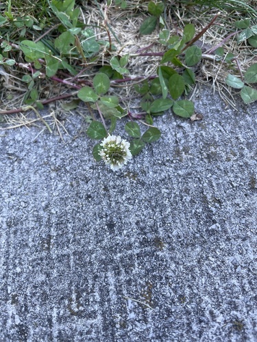 white clover