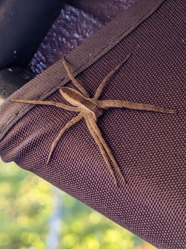 American Nursery Web Spider