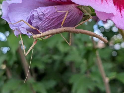 Indian Walking Stick