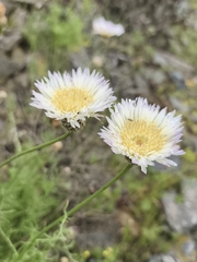 Plectocephalus chilensis