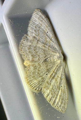 Scopula incanata