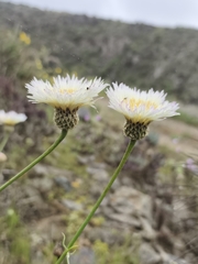 (c) Álvaro Parra Valdivia, some rights reserved (CC BY) Plectocephalus chilensis, photograph (c) Álvaro Parra Valdivia, some rights reserved (CC BY)