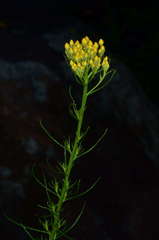 Chrysocephalum semipapposum