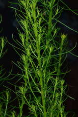 Chrysocephalum semipapposum