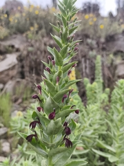 Lobelia polyphylla