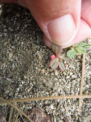 Acanthoscyphus parishii