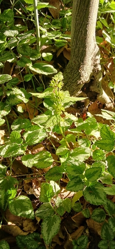 yellow archangel