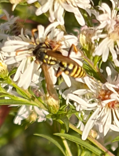 European Paper Wasp