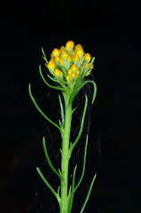 Chrysocephalum semipapposum