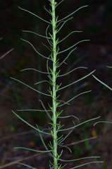 Chrysocephalum semipapposum