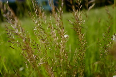 Festuca heterophylla