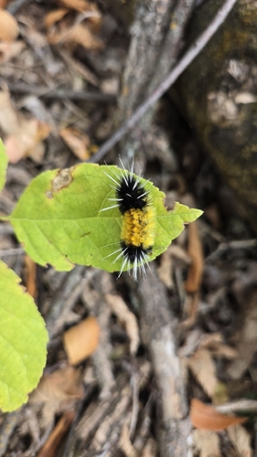 Spotted Tussock Moth