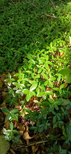 lesser periwinkle