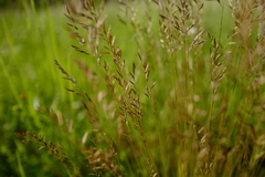 Festuca heterophylla