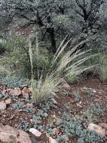 Muhlenbergia emersleyi, 2026-09-23