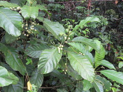 Pausandra trianae