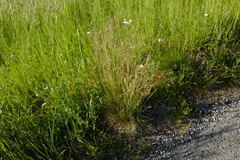 Festuca heterophylla