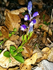 Polygala calcarea