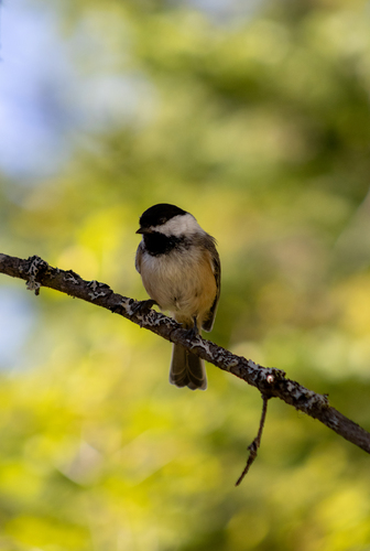 Black-capped Chickadee