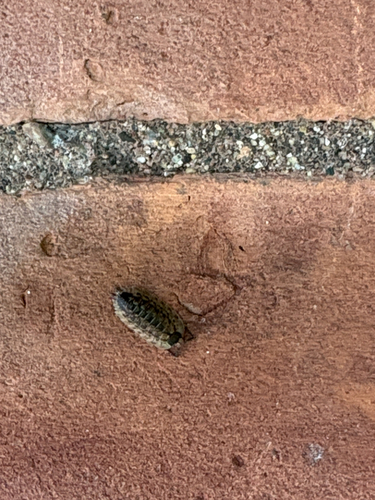 Brickwork Woodlouse