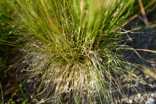 Image of Festuca heterophylla by (c) antrum, some rights reserved (CC BY)