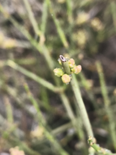 Ephedra chilensis, photograph 4