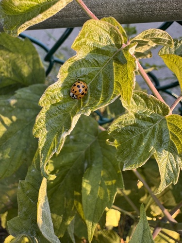 Asian Lady Beetle
