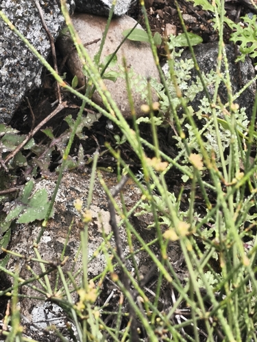 Ephedra chilensis, photograph 5