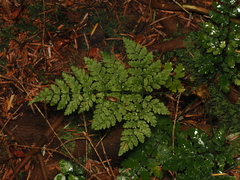 Dryopteris expansa