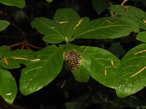 Rhododendron menziesii