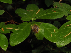 Rhododendron menziesii