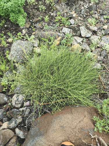 Ephedra chilensis, photograph 6