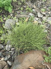 Ephedra chilensis, photograph (c) Álvaro Parra Valdivia, some rights reserved (CC BY)