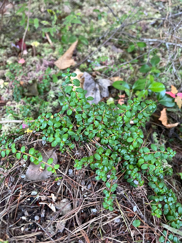 creeping snowberry