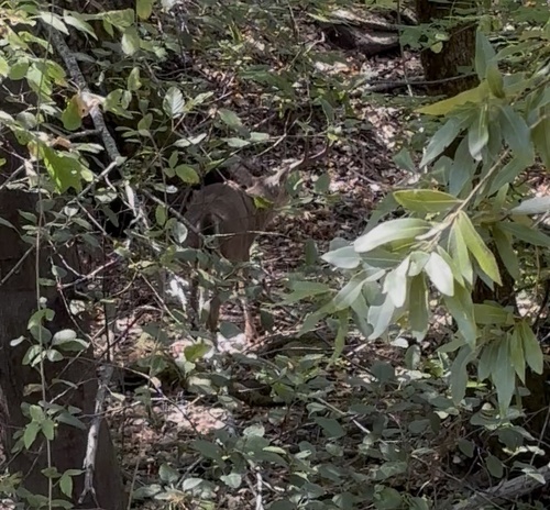 Columbian Black-tailed Deer