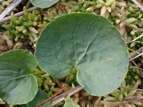 Viola palustris