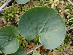 Viola palustris