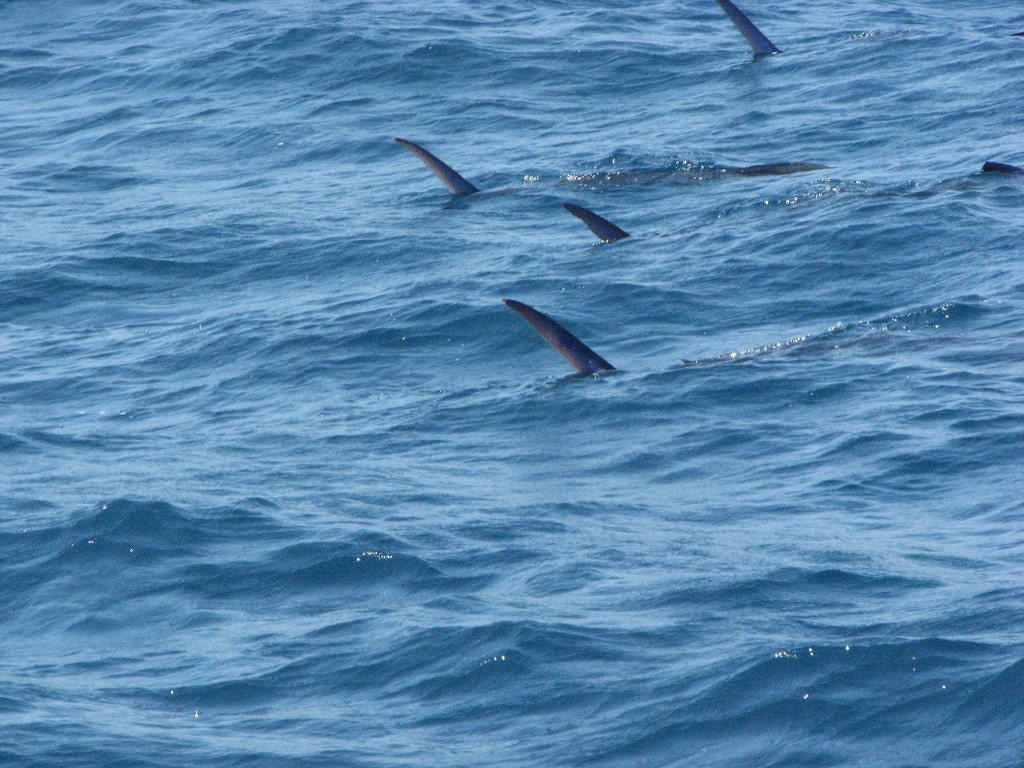 Fin tips of sailfish breaking the surface of calm blue water