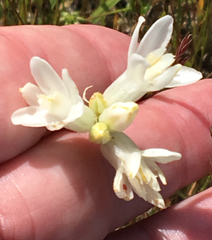 Dipterostemon capitatus