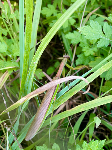 Chinese Mantis
