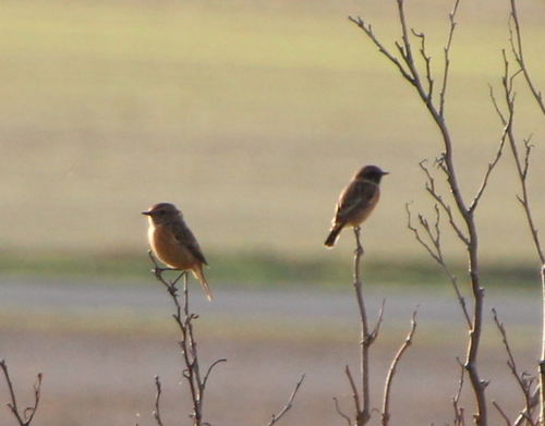 European Stonechat