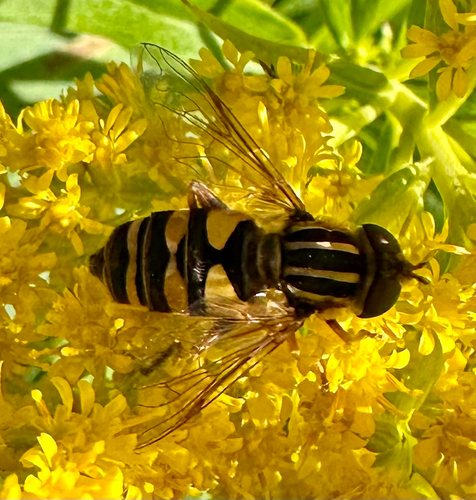 Narrow-headed Marsh Fly