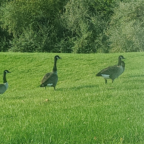 Canada Goose