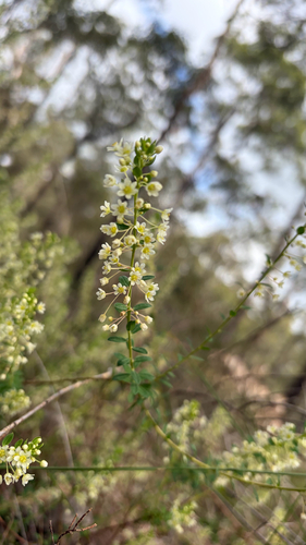 False Boronia