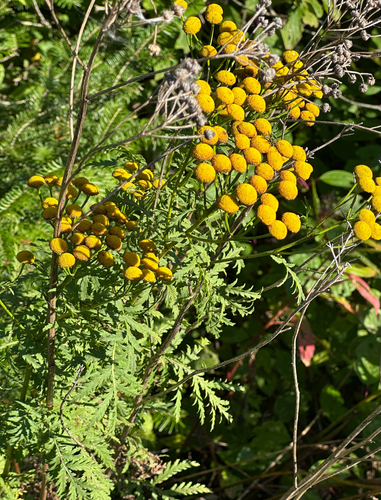 tansy