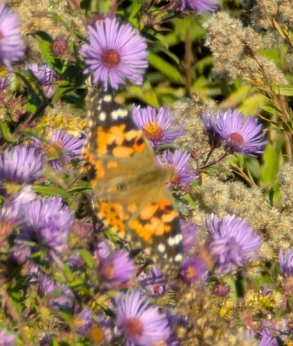 Painted Lady